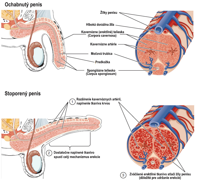 Rozdiel medzi stoporeným a ochabnutým penisom