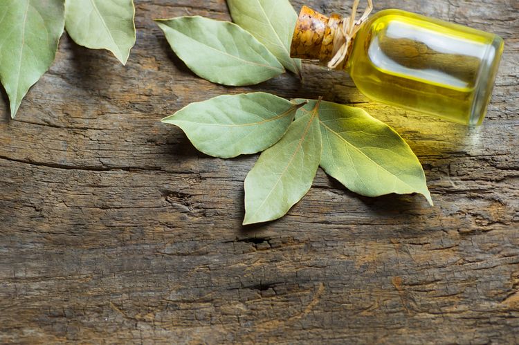 Éterický olej z bobkového listu má protizápalové a analgetické účinky