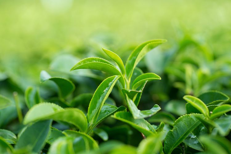 Ladylab Fat Killer obsahuje extrakt zo zeleného čaju