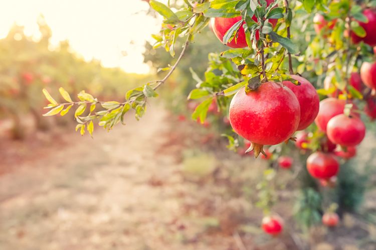 Granátové jablko je vhodné pre diabetikov i na zníženie krvného tlaku