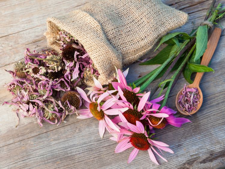 Echinacea pomáha zvyšovať imunitu