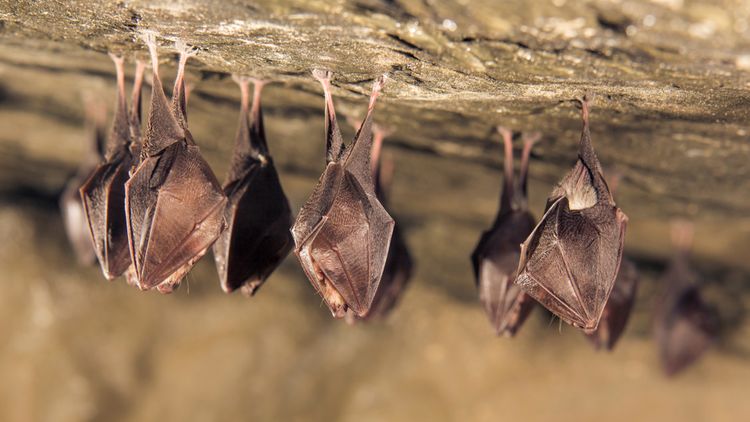 Koronavírus sa najčastejšie objavuje u netopierov