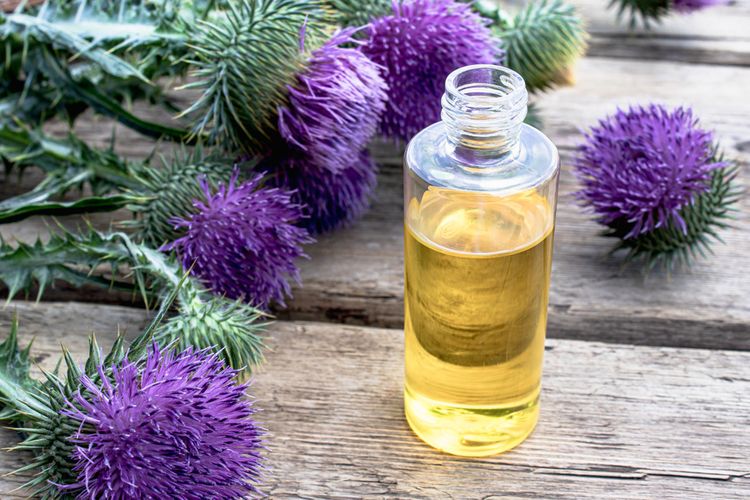 Bodliakový olej priaznivo pôsobí na pečeň, vlasy i imunitu