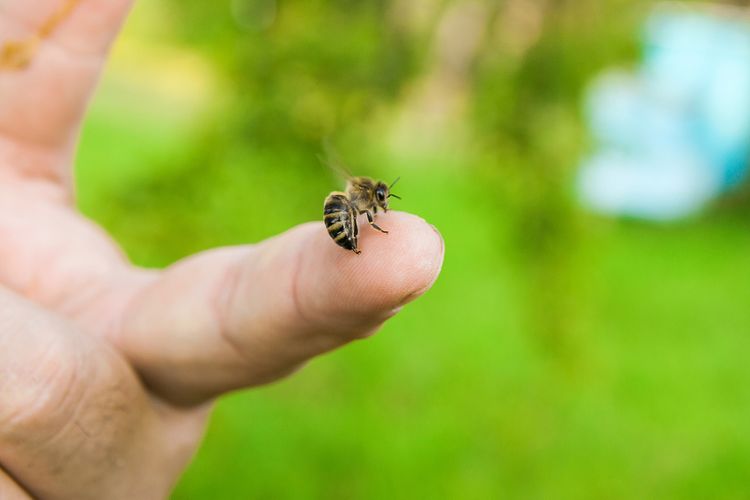 Uštipnutie včelou môže spôsobiť  svrbenie, opuch aj alergickú reakciu