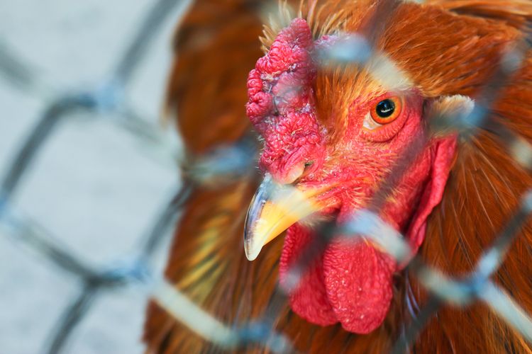 Vtáčia chrípka H5N8 na Slovensku - prenos, príznaky, výskyt