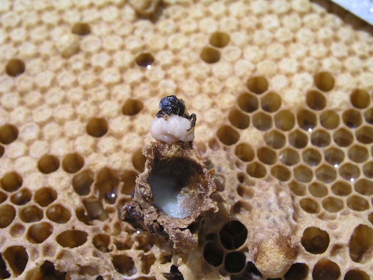 Včely robotnice kŕmia materskou kašičkou larvy 