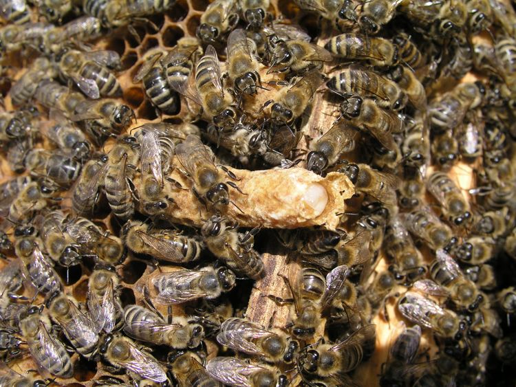 Včely robotnice sa starajú o úľ