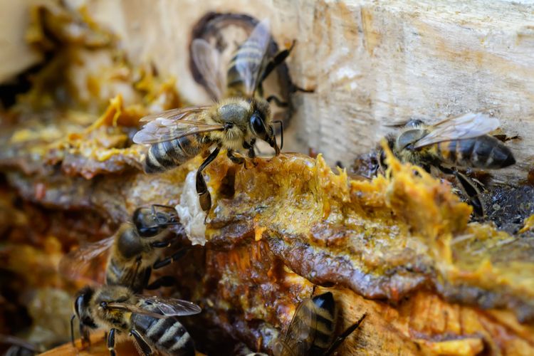Včely vyrábajúce propolis