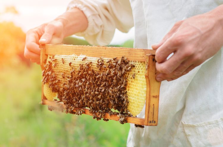 Včelár so včelami