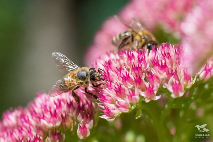Včela medonosná opeľujúca kvet
