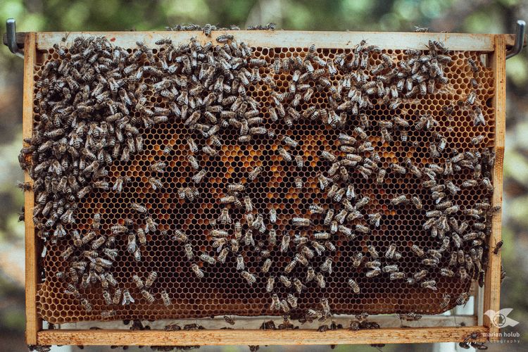 Včelí plast plný včiel