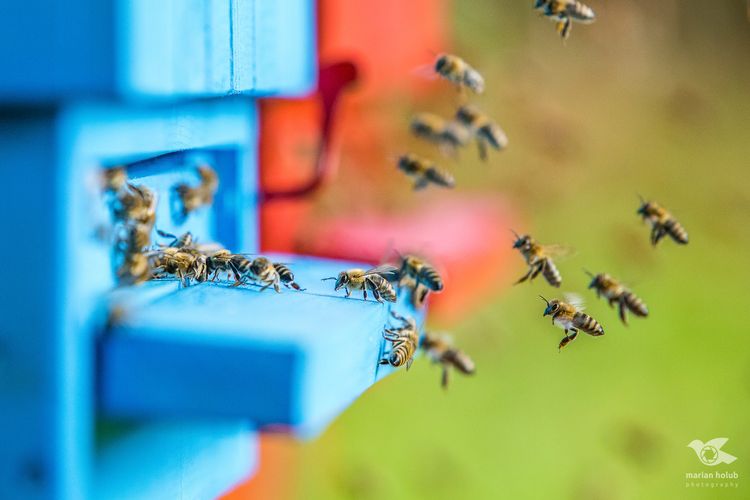 Včielky prilietavajúce do včelína