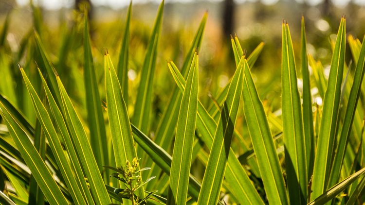 Listy Saw Palmetto