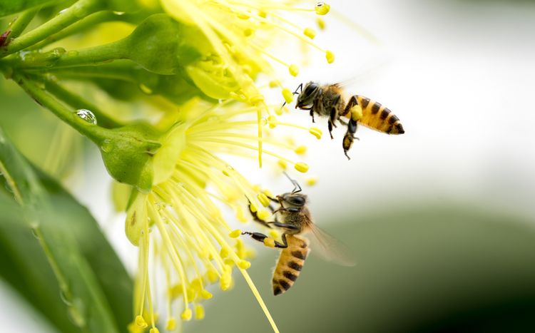 Včely zbierajúce peľ
