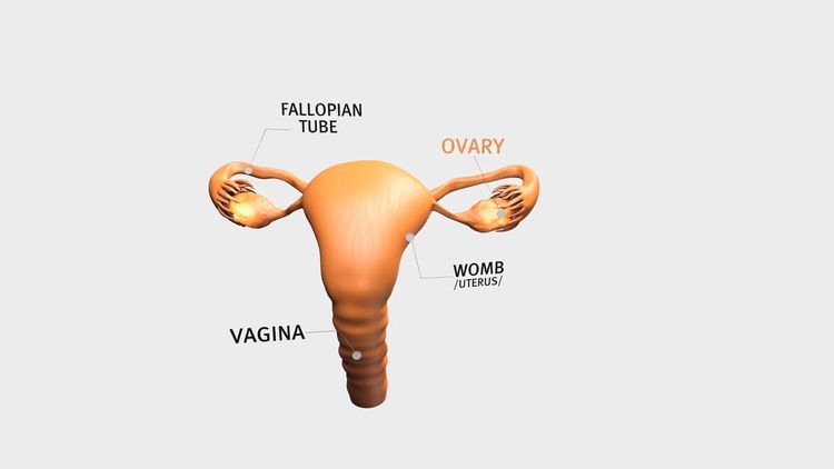 Hormóny vo vaječníkoch – estrogén a progesterón