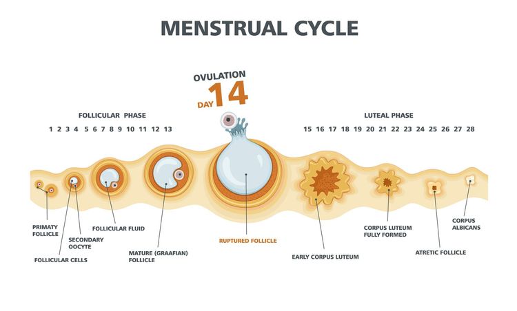Menštruačný cyklus a ovulácia
