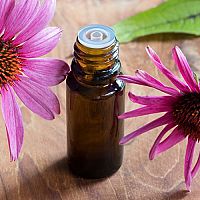 Echinacea – kvapky, sirup či čaj. Prírodný liek na posilnenie imunity