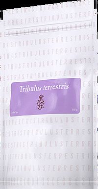 Tribulus Terrestris (kotvičník zemný) čaj