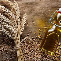 Olej z pšeničných klíčkov na pleť, na opaľovanie – účinky, použitie, cena