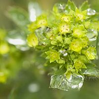 Alchemilka pred pôrodom v tehotenstve, ale aj po potrate. Tinktúru ponúka aj lekáreň