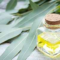 Eukalyptový olej pre deti a v tehotenstve. Výborný je na naparovanie