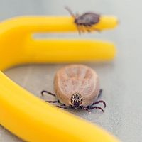 Ako vybrať kliešťa, aby hlavička kliešťa nezostala v koži