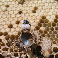 Materská kašička vo forme kapsúl, krémov i mydiel. Aké sú jej účinky?