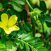 Kotvičník zemný (Tribulus terrestris) – prírodné afrodiziakum vhodné pre mužov i ženy