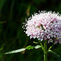 Valeriána lekárska a jej účinky na nespavosť – čaj, tablety aj tinktúra