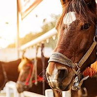 Slovenská hipoterapeutická asociácia: Hipoterapia je vhodná pre všetky vekové kategórie