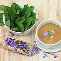 Šalvia lekárska – tinktúra aj olej má účinky na vlasy, hrdlo aj rany