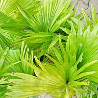 Saw Palmetto (Serenoa plazivá) extrakt aj tabletky. Majú nežiaduce účinky?