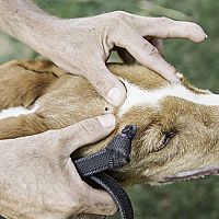 Ochrana psov a mačiek pred parazitmi