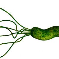 Helikobakter pylori – príznaky. Spravte si test, liečba je komplikovaná