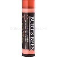 Burt’s Bees Tinted Lip Balm balzam na pery odtieň Zinnia 4,25 g