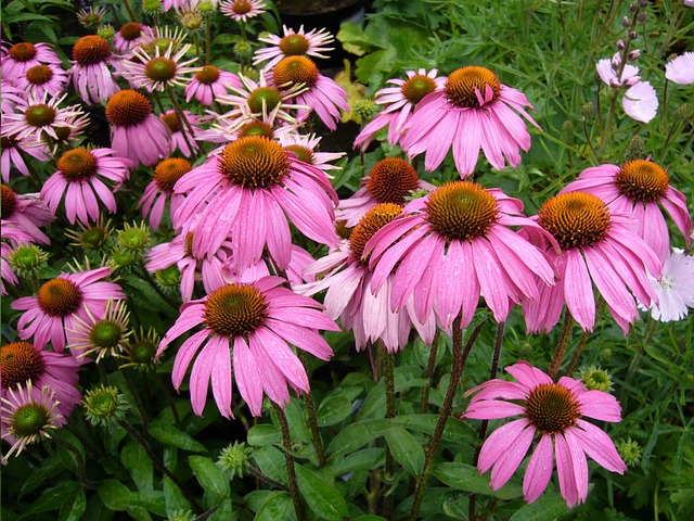 Echinacea purpurová - kvety