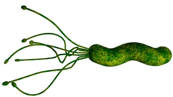 Helicobacter pylori v žalúdku