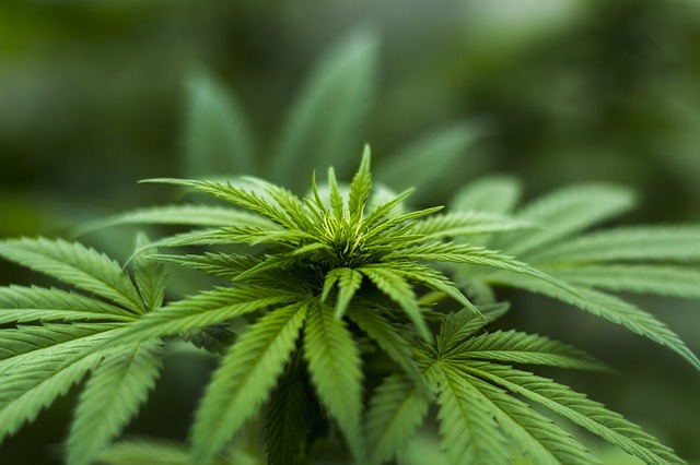 Listy rastliny Cannabis Sativa