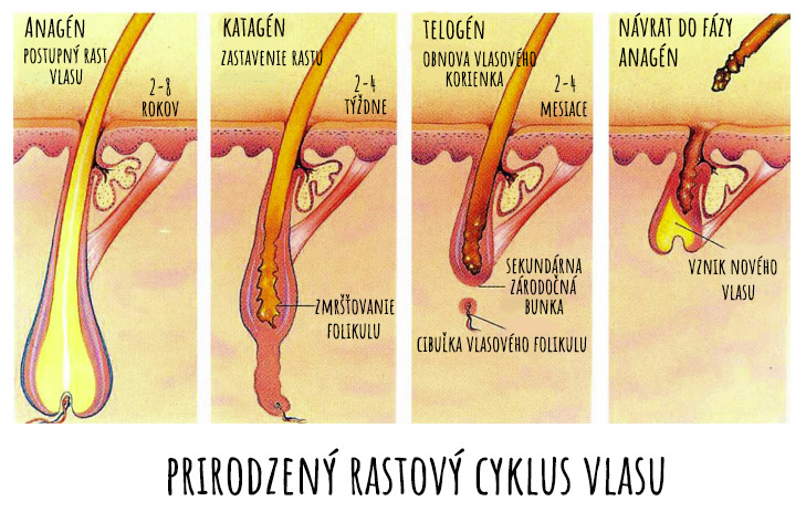 Rastový cyklus vlasu - ako rastú vlasy?